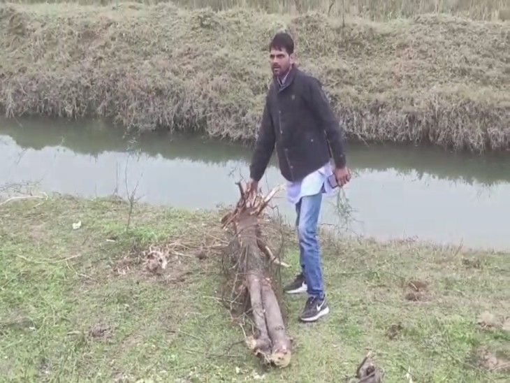 Green trees were cut using a JCB machine, a case was registered. | जेसीबी मशीन से हरे पेड़ काटे, मामला दर्ज: ट्री मैन लांबा ने लगाए थे; ट्री गार्ड भी तोड़ गया ठेकेदार – Tonk News