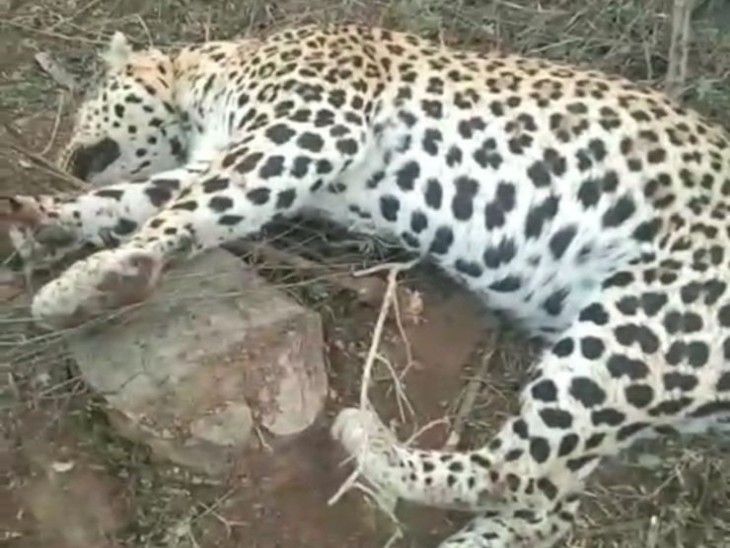 खेत की बाड़ पर लगे तार में फंसा लेपर्ड, मौत:डॉक्टर बोले- दम घुटने से तोड़ा दम; वन विभाग ने करवाया अंतिम संस्कार