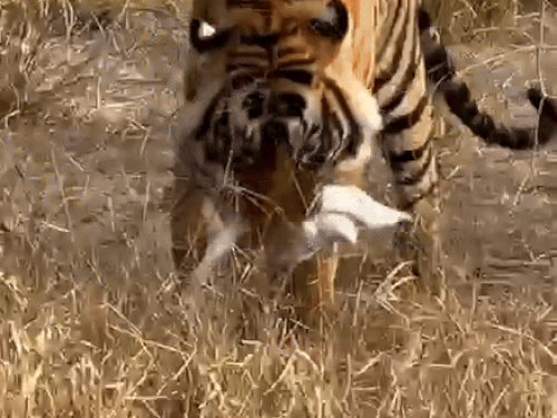 टाइगर ने एक परिंदे को बनाया अपना शिकार Video:मलिक तालाब के पास रिद्धि के मेल शावक ने किया शिकार