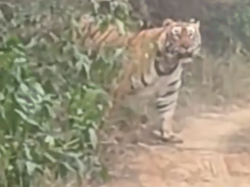 Alwar Tiger Video; Sariska Buffer Zone Sighting | Rajasthan News | अलवर शहर के पास आया टाइगर ST-18 का VIDEO: जिप्सी के सामने आकर ट्रैक पर घूमा; शावकों के साथ बाघिन भी दिखी थी – Alwar News