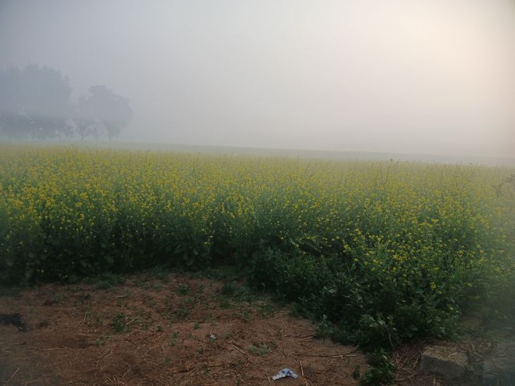 Severe cold in Khairthal-Tijara district, fog in rural areas | खैरथल-तिजारा जिले में कड़ाके की ठंड,ग्रामीण अंचल में कोहरा: शीतलहर और घने कोहरे से जनजीवन प्रभावित, किसानों को अच्छी पैदावार की उम्मीद – Khairthal-Tijara News