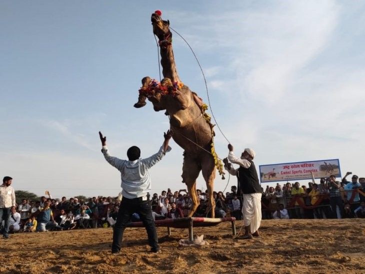 Today is the second day of the camel festival in Bikaner. | बीकानेर में ऊंट उत्सव का आज दूसरा दिन: ऊंटों की दौड़ के साथ ही डांस का अनोखा नजारा दिखेगा, हेयर कट कॉम्पिटिशन भी आज – Bikaner News