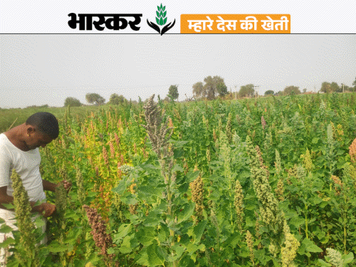 Jalore Farmer Prem Prakash Quinoa Success Story | From Farming to International Export | फसल नहीं बिकी तो शुरू किया बिजनेस, सालाना 25-लाख कमाई: 15 देशों में एक्सपोर्ट कर रहे किनोवा, किसानों को भी मिल रहा मुनाफा – Jalore News