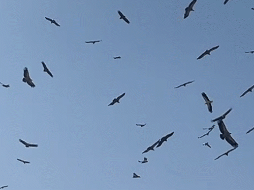 The vulture population is increasing in Bikaner. | रूस, आर्मेनिया से पाकिस्तान होते हुए राजस्थान आए 10000 गिद्ध: बीकानेर में डेरा डाला; विशेषज्ञ बोले- 5 साल में दोगुने हुए, किंग वल्चर भी दिखा – Bikaner News