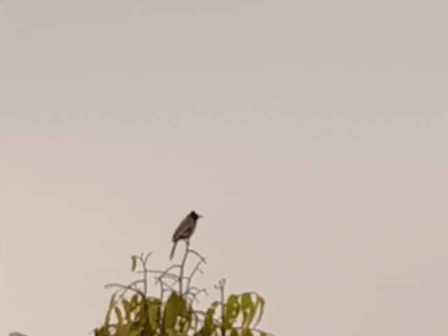 नागौर और डीडवाना-कुचामन जिलों में पश्चिमी विक्षोभ का असर:मौसम विभाग का अलर्ट, दिन का तापमान 10 डिग्री तक गिरा, सीजन की पहली मावठ से किसानों के चेहरे खिले,