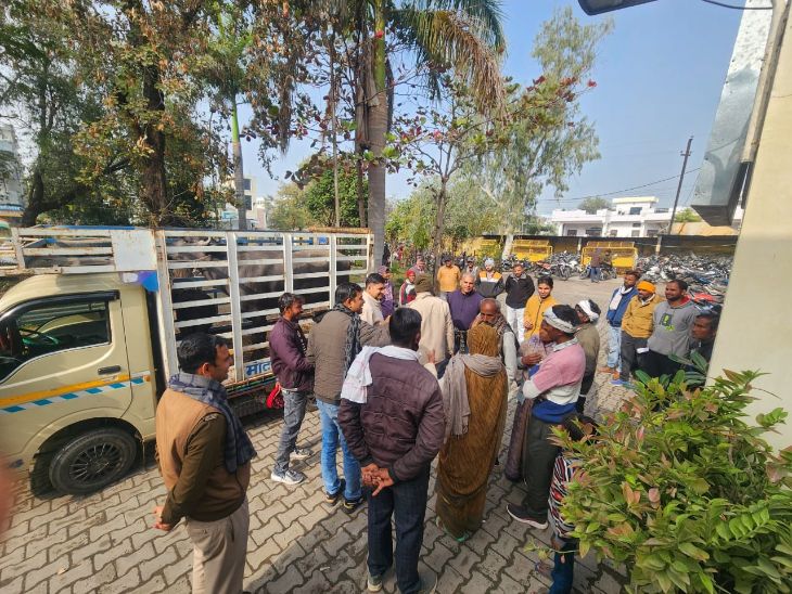 Rajasthan Kota police station buffalo calf reared by two owners Kunhadi police station, medical of buffalo | पुलिस थाने लेकर आई भैंस और पाड़ा: मालिक तय करने में उलझी कुन्हाड़ी पुलिस, भैंस का करवाया मेडिकल – Kota News