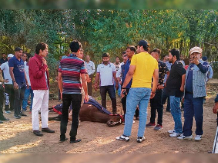 सिरमौर कप पोलो टूर्नामेंट:पोलो मैच में घोंडे़ को दिल का दौरा, चौथा चक्कर पूरा कर बाहर आते ही गिर पड़ा, मौत