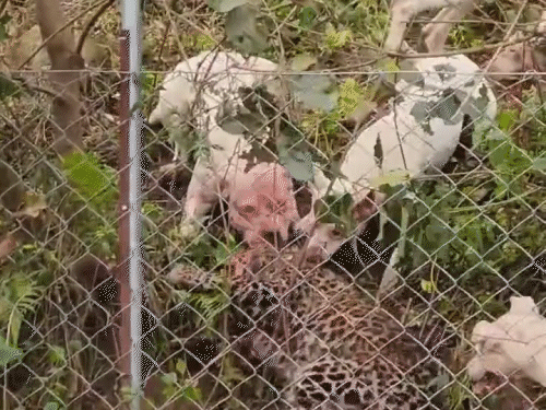 हिमाचल में तेंदुए-कुत्तों की लड़ाई का VIDEO:पेड़ से उतरते ही घेरा, रेस्क्यू करने पहुंचे कर्मचारी पर झपटा लेपर्ड