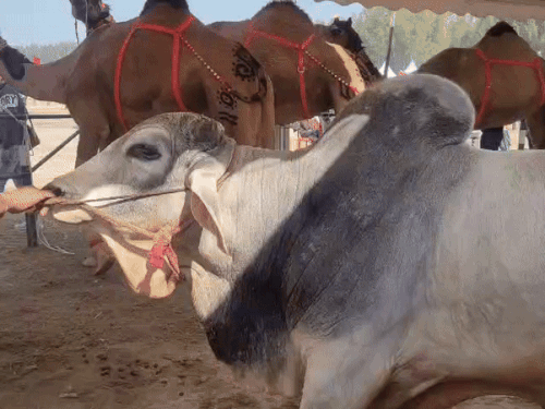 800 Kg Tharparkar Bull ‘Chand’ Attracts Crowd at Kurukshetra Cattle Fair