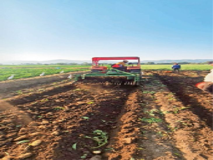 किसानों ने गुजरात से सीखी तकनीक:अब फ्रेंच फ्राइज और चिप्स बनाने के लिए उगा रहे सैंटाना आलू, कंपनी से एमओयू