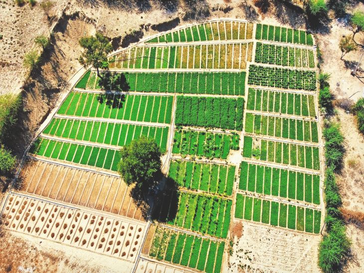 प्रगतिशील किसान:शिवकर में 300 क्यारियों में लहलहा रही ऑर्गेनिक सब्जियां