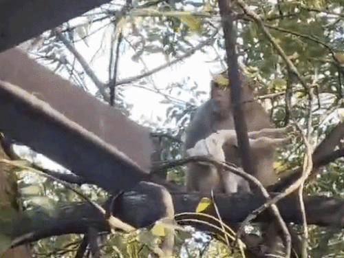 Ajmer Lakhan Kotdi Monkey Steals Goat Kid